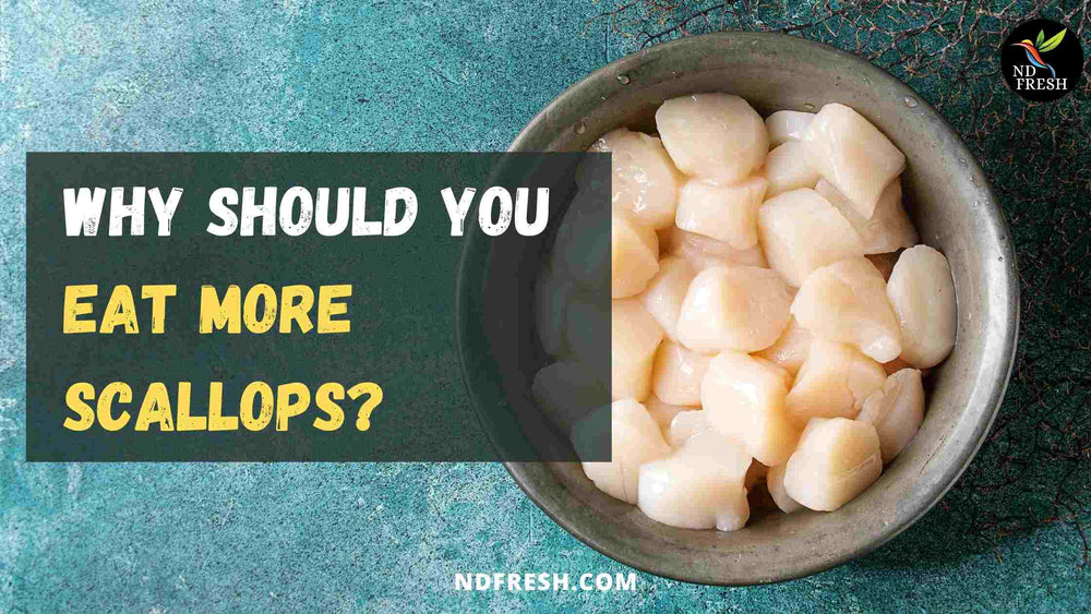 why should you eat more scallops?
