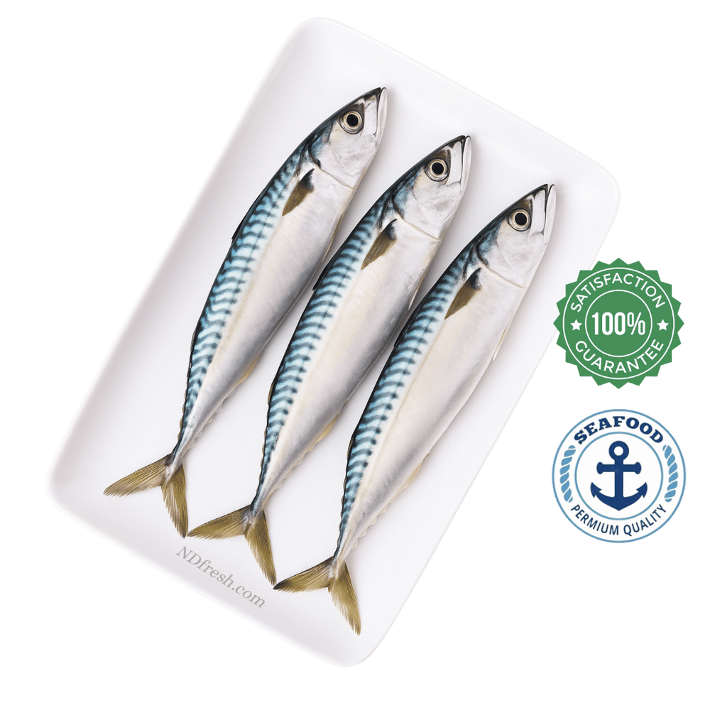 Fresh Pacific Mackerel (Chub Mackerel)