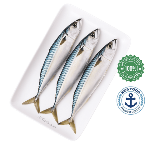 Fresh Pacific Mackerel (Chub Mackerel) Whole