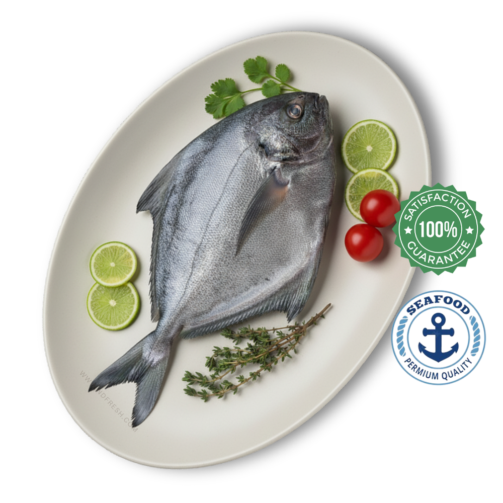 Black Pomfret / Avoli