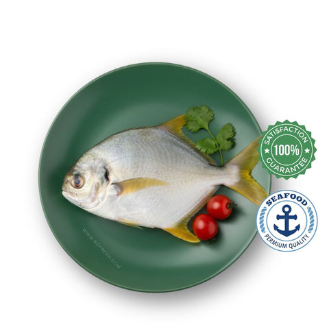 Golden Pomfret / Pompano - Whole