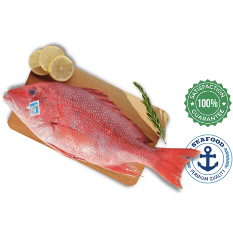 Red Snapper Fresh ND Fresh Home delivery