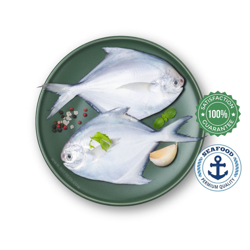 Silver Pomfret / White Pomfret / Avoli - Whole